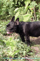 French Bulldog Affirmations Workbook French Bulldog Presents: Positive and Loving Affirmations Workbook. Includes: Mentoring Questions, Guidance, Supporting You.