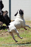 French Bulldog Affirmations Workbook French Bulldog Presents: Positive and Loving Affirmations Workbook. Includes: Mentoring Questions, Guidance, Supporting You.