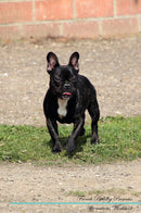 French Bulldog Affirmations Workbook French Bulldog Presents: Positive and Loving Affirmations Workbook. Includes: Mentoring Questions, Guidance, Supporting You.