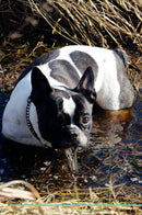 French Bulldog Affirmations Workbook French Bulldog Presents: Positive and Loving Affirmations Workbook. Includes: Mentoring Questions, Guidance, Supporting You.