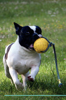 French Bulldog Affirmations Workbook French Bulldog Presents: Positive and Loving Affirmations Workbook. Includes: Mentoring Questions, Guidance, Supporting You.