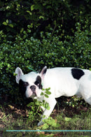 French Bulldog Affirmations Workbook French Bulldog Presents: Positive and Loving Affirmations Workbook. Includes: Mentoring Questions, Guidance, Supporting You.