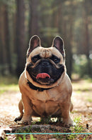 French Bulldog Affirmations Workbook French Bulldog Presents: Positive and Loving Affirmations Workbook. Includes: Mentoring Questions, Guidance, Supporting You.