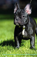 French Bulldog Affirmations Workbook French Bulldog Presents: Positive and Loving Affirmations Workbook. Includes: Mentoring Questions, Guidance, Supporting You.
