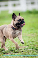 French Bulldog Affirmations Workbook French Bulldog Presents: Positive and Loving Affirmations Workbook. Includes: Mentoring Questions, Guidance, Supporting You.