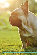 French Bulldog Affirmations Workbook French Bulldog Presents: Positive and Loving Affirmations Workbook. Includes: Mentoring Questions, Guidance, Supporting You.