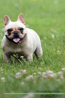 French Bulldog Affirmations Workbook French Bulldog Presents: Positive and Loving Affirmations Workbook. Includes: Mentoring Questions, Guidance, Supporting You.