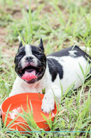 French Bulldog Affirmations Workbook French Bulldog Presents: Positive and Loving Affirmations Workbook. Includes: Mentoring Questions, Guidance, Supporting You.