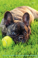 French Bulldog Affirmations Workbook French Bulldog Presents: Positive and Loving Affirmations Workbook. Includes: Mentoring Questions, Guidance, Supporting You.