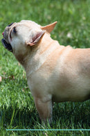 French Bulldog Affirmations Workbook French Bulldog Presents: Positive and Loving Affirmations Workbook. Includes: Mentoring Questions, Guidance, Supporting You.