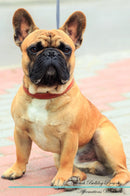 French Bulldog Affirmations Workbook French Bulldog Presents: Positive and Loving Affirmations Workbook. Includes: Mentoring Questions, Guidance, Supporting You.