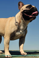 French Bulldog Affirmations Workbook French Bulldog Presents: Positive and Loving Affirmations Workbook. Includes: Mentoring Questions, Guidance, Supporting You.