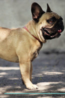 French Bulldog Affirmations Workbook French Bulldog Presents: Positive and Loving Affirmations Workbook. Includes: Mentoring Questions, Guidance, Supporting You.