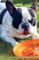 French Bulldog Affirmations Workbook French Bulldog Presents: Positive and Loving Affirmations Workbook. Includes: Mentoring Questions, Guidance, Supporting You.