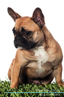 French Bulldog Affirmations Workbook French Bulldog Presents: Positive and Loving Affirmations Workbook. Includes: Mentoring Questions, Guidance, Supporting You.