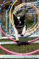 French Bulldog Affirmations Workbook French Bulldog Presents: Positive and Loving Affirmations Workbook. Includes: Mentoring Questions, Guidance, Supporting You.