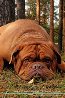 French Mastiff (Dogue de Bordeaux) Affirmations Workbook French Mastiff (Dogue de Bordeaux) Presents: Positive and Loving Affirmations Workbook. Includes: Mentoring Questions, Guidance, Supporting You.