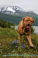 French Mastiff (Dogue de Bordeaux) Affirmations Workbook French Mastiff (Dogue de Bordeaux) Presents: Positive and Loving Affirmations Workbook. Includes: Mentoring Questions, Guidance, Supporting You.