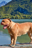 French Mastiff (Dogue de Bordeaux) Affirmations Workbook French Mastiff (Dogue de Bordeaux) Presents: Positive and Loving Affirmations Workbook. Includes: Mentoring Questions, Guidance, Supporting You.