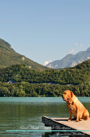 French Mastiff (Dogue de Bordeaux) Affirmations Workbook French Mastiff (Dogue de Bordeaux) Presents: Positive and Loving Affirmations Workbook. Includes: Mentoring Questions, Guidance, Supporting You.