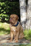 French Mastiff (Dogue de Bordeaux) Affirmations Workbook French Mastiff (Dogue de Bordeaux) Presents: Positive and Loving Affirmations Workbook. Includes: Mentoring Questions, Guidance, Supporting You.