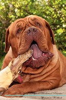 French Mastiff (Dogue de Bordeaux) Affirmations Workbook French Mastiff (Dogue de Bordeaux) Presents: Positive and Loving Affirmations Workbook. Includes: Mentoring Questions, Guidance, Supporting You.
