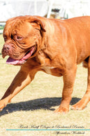 French Mastiff (Dogue de Bordeaux) Affirmations Workbook French Mastiff (Dogue de Bordeaux) Presents: Positive and Loving Affirmations Workbook. Includes: Mentoring Questions, Guidance, Supporting You.