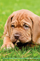 French Mastiff (Dogue de Bordeaux) Affirmations Workbook French Mastiff (Dogue de Bordeaux) Presents: Positive and Loving Affirmations Workbook. Includes: Mentoring Questions, Guidance, Supporting You.