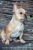 Frenchie Pug Affirmations Workbook Frenchie Pug Presents: Positive and Loving Affirmations Workbook. Includes: Mentoring Questions, Guidance, Supporting You.