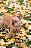 Frenchie Pug Affirmations Workbook Frenchie Pug Presents: Positive and Loving Affirmations Workbook. Includes: Mentoring Questions, Guidance, Supporting You.