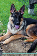 German Shepherd Dog Affirmations Workbook German Shepherd Dog Presents: Positive and Loving Affirmations Workbook. Includes: Mentoring Questions, Guidance, Supporting You.
