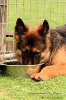 German Shepherd Dog Affirmations Workbook German Shepherd Dog Presents: Positive and Loving Affirmations Workbook. Includes: Mentoring Questions, Guidance, Supporting You.