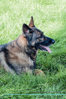 German Shepherd Dog Affirmations Workbook German Shepherd Dog Presents: Positive and Loving Affirmations Workbook. Includes: Mentoring Questions, Guidance, Supporting You.