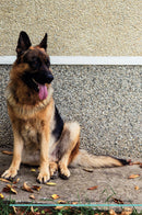 German Shepherd Dog Affirmations Workbook German Shepherd Dog Presents: Positive and Loving Affirmations Workbook. Includes: Mentoring Questions, Guidance, Supporting You.