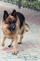 German Shepherd Dog Affirmations Workbook German Shepherd Dog Presents: Positive and Loving Affirmations Workbook. Includes: Mentoring Questions, Guidance, Supporting You.