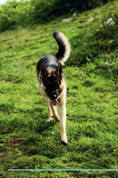 German Shepherd Dog Affirmations Workbook German Shepherd Dog Presents: Positive and Loving Affirmations Workbook. Includes: Mentoring Questions, Guidance, Supporting You.