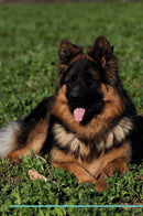 German Shepherd Dog Affirmations Workbook German Shepherd Dog Presents: Positive and Loving Affirmations Workbook. Includes: Mentoring Questions, Guidance, Supporting You.