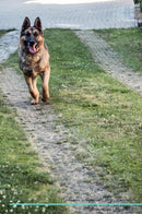 German Shepherd Dog Affirmations Workbook German Shepherd Dog Presents: Positive and Loving Affirmations Workbook. Includes: Mentoring Questions, Guidance, Supporting You.