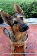 German Shepherd Dog Affirmations Workbook German Shepherd Dog Presents: Positive and Loving Affirmations Workbook. Includes: Mentoring Questions, Guidance, Supporting You.