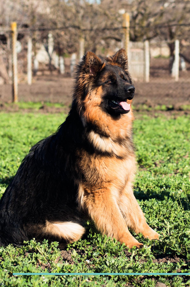 German Shepherd Dog Affirmations Workbook German Shepherd Dog Presents: Positive and Loving Affirmations Workbook. Includes: Mentoring Questions, Guidance, Supporting You.