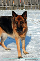 German Shepherd Dog Affirmations Workbook German Shepherd Dog Presents: Positive and Loving Affirmations Workbook. Includes: Mentoring Questions, Guidance, Supporting You.