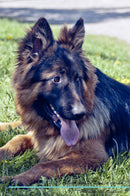 German Shepherd Dog Affirmations Workbook German Shepherd Dog Presents: Positive and Loving Affirmations Workbook. Includes: Mentoring Questions, Guidance, Supporting You.