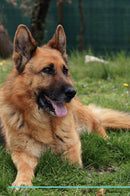 German Shepherd Dog Affirmations Workbook German Shepherd Dog Presents: Positive and Loving Affirmations Workbook. Includes: Mentoring Questions, Guidance, Supporting You.