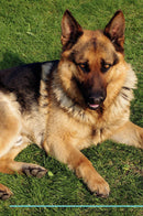 German Shepherd Dog Affirmations Workbook German Shepherd Dog Presents: Positive and Loving Affirmations Workbook. Includes: Mentoring Questions, Guidance, Supporting You.