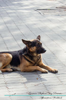 German Shepherd Dog Affirmations Workbook German Shepherd Dog Presents: Positive and Loving Affirmations Workbook. Includes: Mentoring Questions, Guidance, Supporting You.