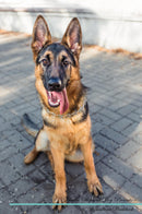 German Shepherd Dog Affirmations Workbook German Shepherd Dog Presents: Positive and Loving Affirmations Workbook. Includes: Mentoring Questions, Guidance, Supporting You.