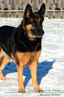 German Shepherd Dog Affirmations Workbook German Shepherd Dog Presents: Positive and Loving Affirmations Workbook. Includes: Mentoring Questions, Guidance, Supporting You.