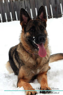 German Shepherd Dog Affirmations Workbook German Shepherd Dog Presents: Positive and Loving Affirmations Workbook. Includes: Mentoring Questions, Guidance, Supporting You.