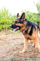 German Shepherd Dog Affirmations Workbook German Shepherd Dog Presents: Positive and Loving Affirmations Workbook. Includes: Mentoring Questions, Guidance, Supporting You.