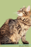 Kurilian Bobtail Affirmations Workbook Kurilian Bobtail Presents: Positive and Loving Affirmations Workbook. Includes: Mentoring Questions, Guidance, Supporting You.